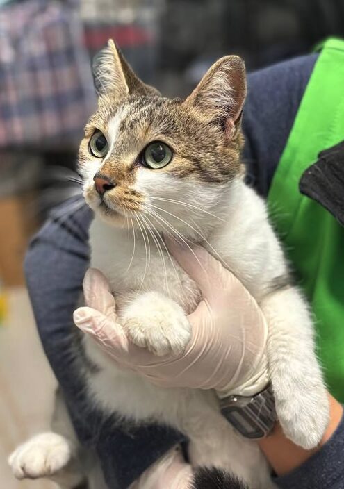 Bellatrix the rescue cat at the shelter in Romania being held by a member of the team wearing a green vest. Bellatrix has brown and white fur.