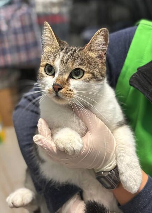 Bellatrix the rescue cat at the shelter in Romania being held by a member of the team wearing a green vest. Bellatrix has brown and white fur.