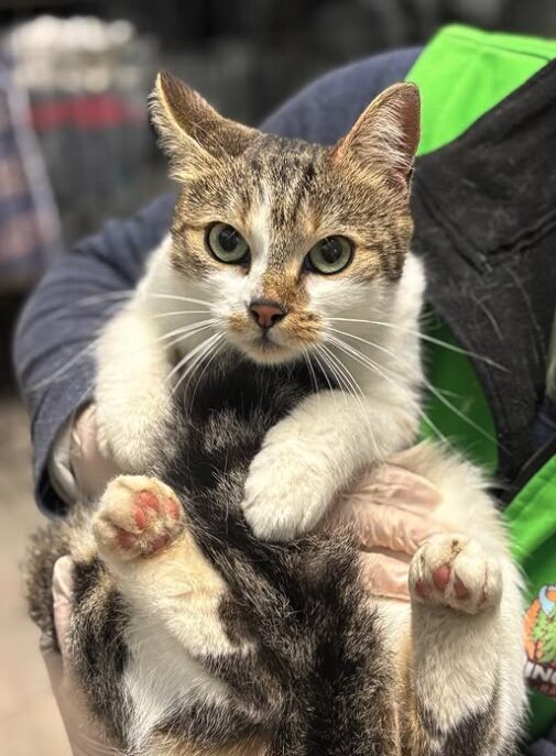 Bellatrix the rescue cat at the shelter in Romania being held by a member of the team wearing a green vest. Bellatrix has brown and white fur.