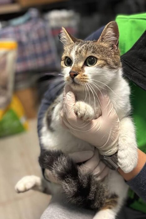 Bellatrix the rescue cat at the shelter in Romania being held by a member of the team wearing a green vest. Bellatrix has brown and white fur.