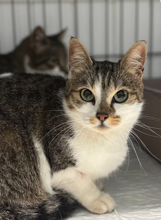 Bellatrix the rescue cat at the shelter in Romania sitting in a cat carrier with her sister Elora. Bellatrix has brown and white fur.