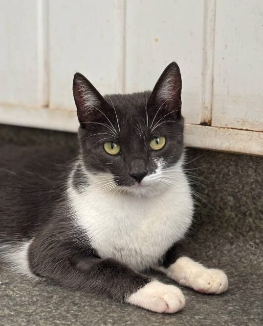 Millie the rescue cat at the shelter in Romania, sitting in a cat carrier. She has grey and white fur and green eyes.