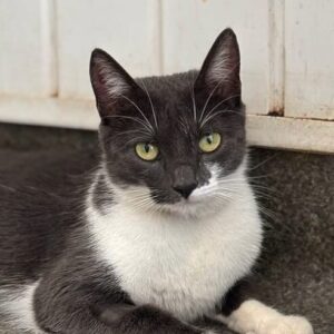 Millie the rescue cat at the shelter in Romania, sitting in a cat carrier. She has grey and white fur and green eyes.