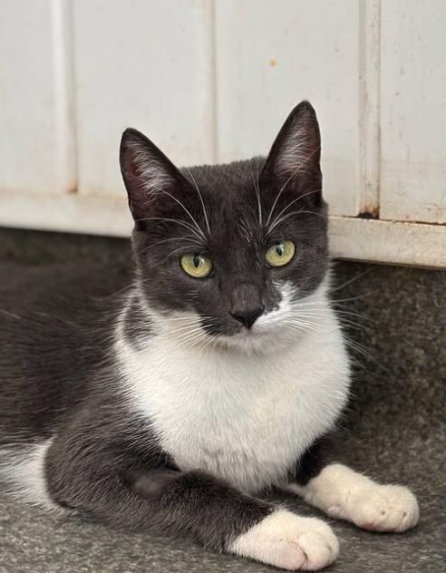 Millie the rescue cat at the shelter in Romania, sitting in a cat carrier. She has grey and white fur and green eyes.