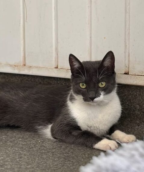 Millie the rescue cat at the shelter in Romania, sitting in a cat carrier. She has grey and white fur and green eyes.