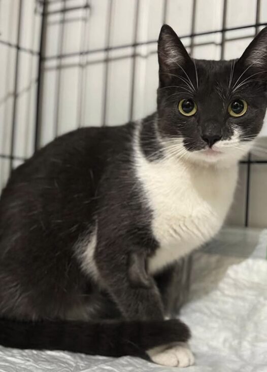 Millie the rescue cat at the shelter in Romania, sitting in a cat carrier. She has grey and white fur and green eyes.