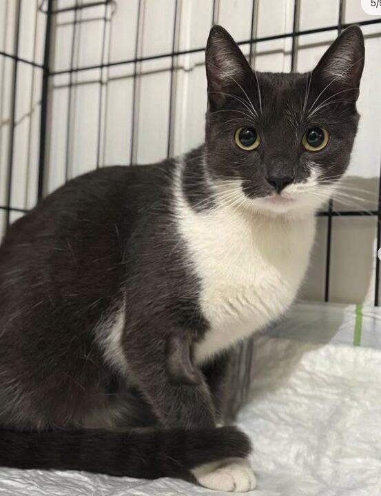 Millie the rescue cat at the shelter in Romania, sitting in a cat carrier. She has grey and white fur and green eyes.