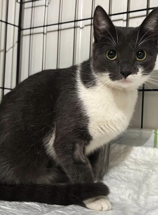 Millie the rescue cat at the shelter in Romania, sitting in a cat carrier. She has grey and white fur and green eyes.