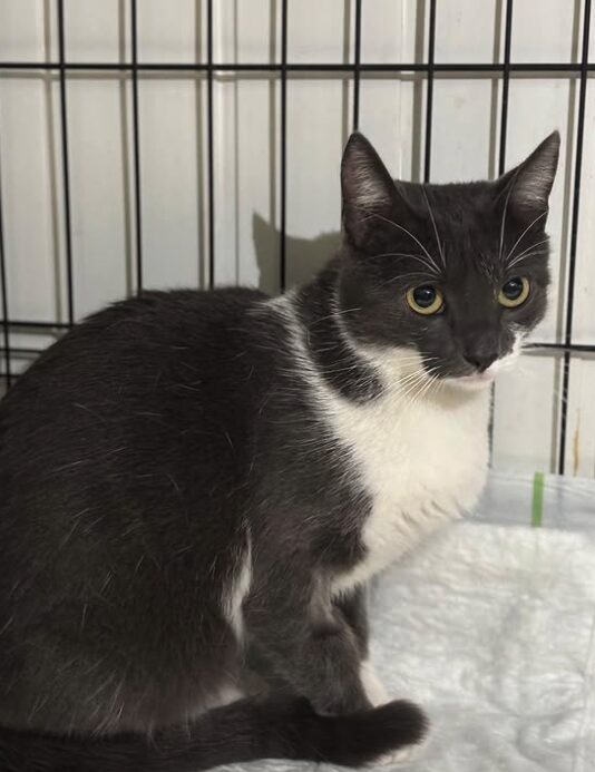 Millie the rescue cat at the shelter in Romania, sitting in a cat carrier. She has grey and white fur and green eyes.