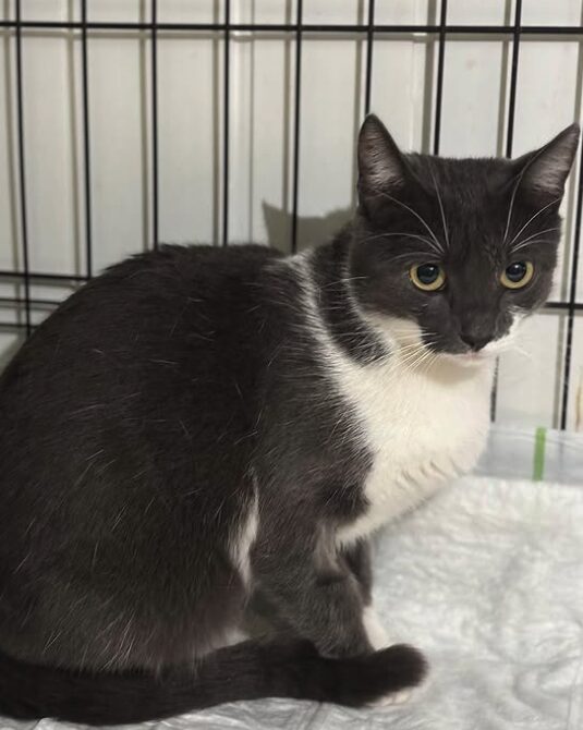 Millie the rescue cat at the shelter in Romania, sitting in a cat carrier. She has grey and white fur and green eyes.