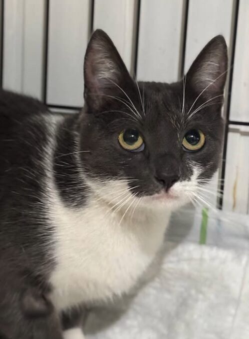 Millie the rescue cat at the shelter in Romania, sitting in a cat carrier. She has grey and white fur and green eyes.