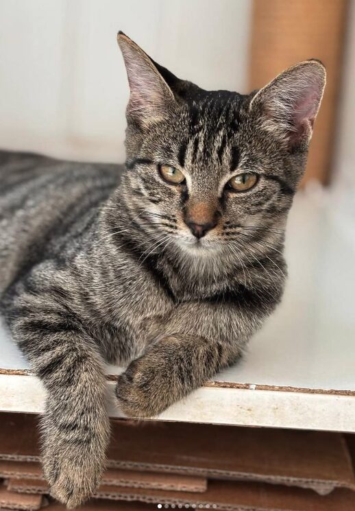 Katniss the rescue kitten at the shelter in Romania sitting beside a cat bed. She has tabby markings and gold eyes.