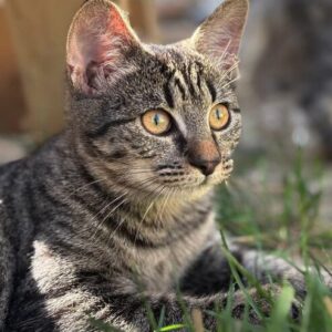 Katniss the rescue kitten at the shelter in Romania sitting outside on the grass. She has tabby markings and golden eyes.