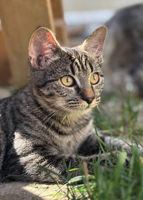 Katniss the rescue kitten at the shelter in Romania sitting outside on the grass. She has tabby markings and golden eyes.