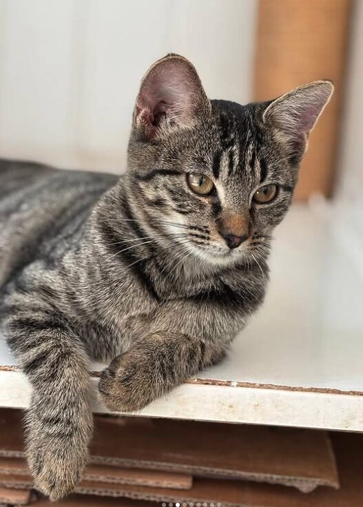 Katniss the rescue kitten at the shelter in Romania sitting beside a cat bed. She has tabby markings and gold eyes.