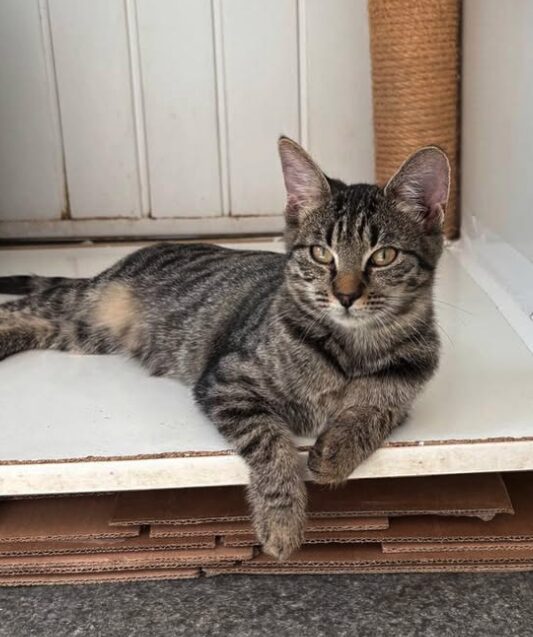 Katniss the rescue kitten at the shelter in Romania sitting beside a cat bed. She has tabby markings and gold eyes.