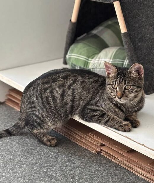 Katniss the rescue kitten at the shelter in Romania sitting beside a cat bed. She has tabby markings and gold eyes.