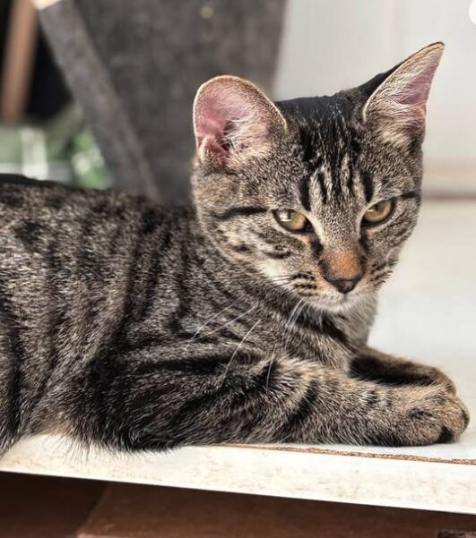 Katniss the rescue kitten at the shelter in Romania sitting beside a cat bed. She has tabby markings and gold eyes.