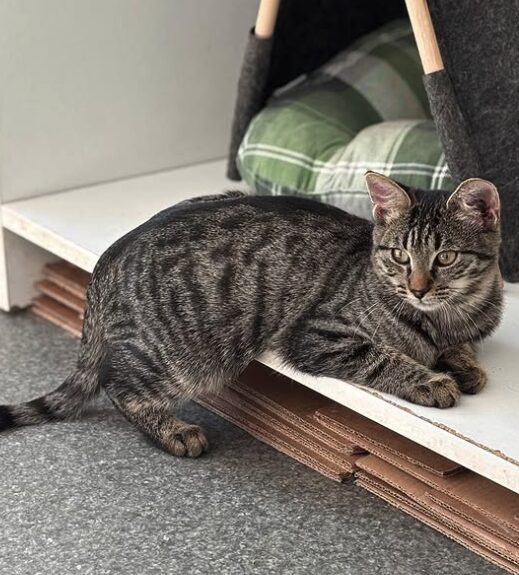 Katniss the rescue kitten at the shelter in Romania sitting beside a cat bed. She has tabby markings and gold eyes.