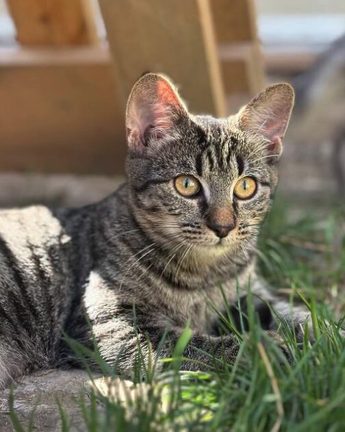 Katniss the rescue kitten at the shelter in Romania sitting outside on the grass. She has tabby markings and golden eyes.