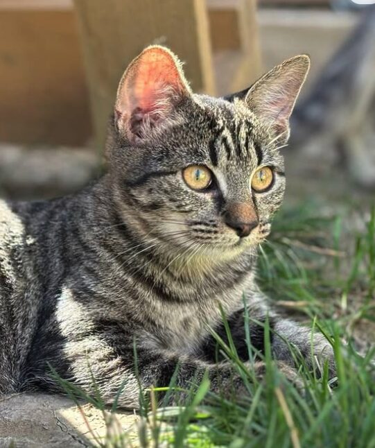 Katniss the rescue kitten at the shelter in Romania sitting outside on the grass. She has tabby markings and golden eyes.