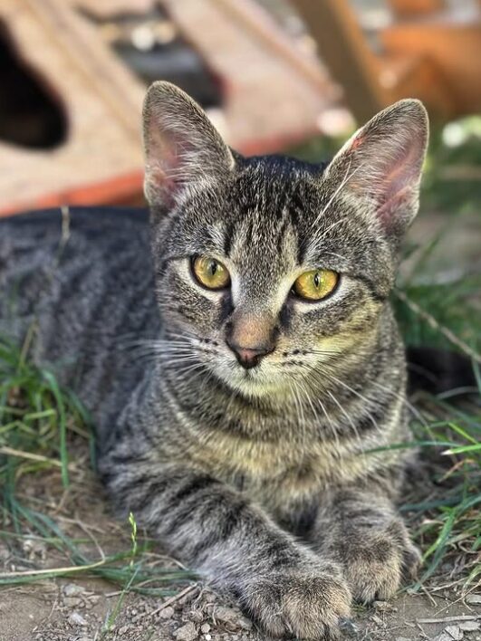 Louie the rescue kitten at the shelter in Romania. Here he is lying on the grass in the outside area. He has tabby fur and golden eyes.