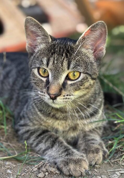 Louie the rescue kitten at the shelter in Romania. Here he is lying on the grass in the outside area. He has tabby fur and golden eyes.