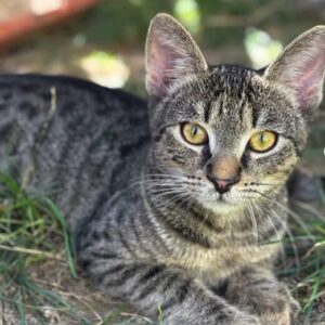 Louie the rescue kitten at the shelter in Romania. Here he is lying on the grass in the outside area. He has tabby fur and golden eyes.