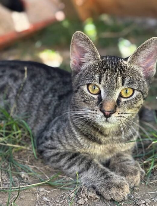 Louie the rescue kitten at the shelter in Romania. Here he is lying on the grass in the outside area. He has tabby fur and golden eyes.