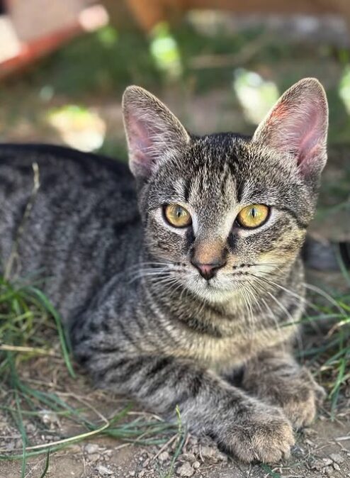 Louie the rescue kitten at the shelter in Romania. Here he is lying on the grass in the outside area. He has tabby fur and golden eyes.