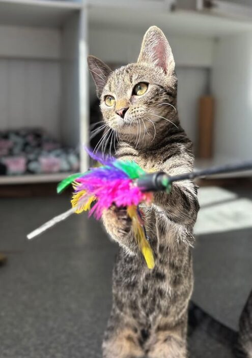 Louie the rescue kitten at the shelter in Romania, playing with a feather toy. He has tabby fur and golden eyes.