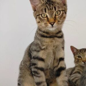 Ziggy the rescue kitten at the shelter in Romania. He is hanging out with his siblings on a wooden unit. He has tabby fur and golden eyes.