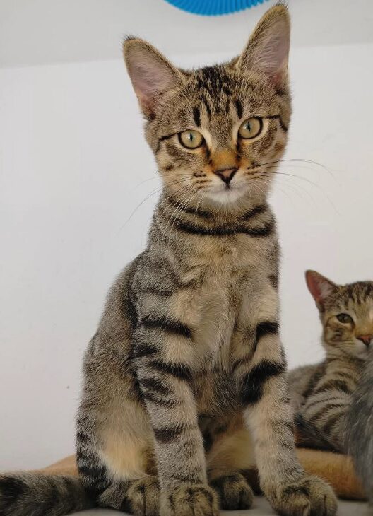 Ziggy the rescue kitten at the shelter in Romania. He is hanging out with his siblings on a wooden unit. He has tabby fur and golden eyes.