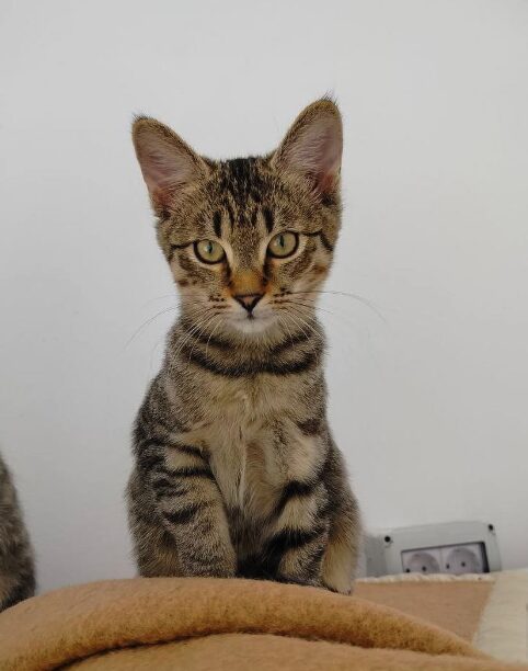 Ziggy the rescue kitten at the shelter in Romania. He is hanging out with his siblings on a wooden unit. He has tabby fur and golden eyes.