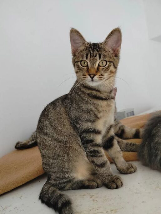 Ziggy the rescue kitten at the shelter in Romania. He is hanging out with his siblings on a wooden unit. He has tabby fur and golden eyes.