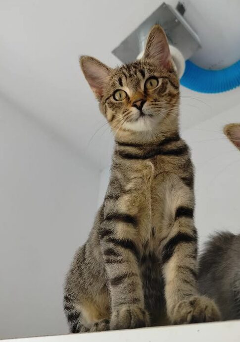 Ziggy the rescue kitten at the shelter in Romania. He is hanging out with his siblings on a wooden unit. He has tabby fur and golden eyes.