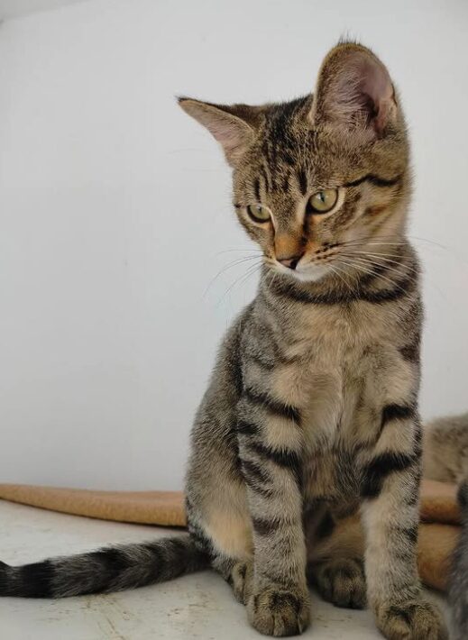 Ziggy the rescue kitten at the shelter in Romania. He is hanging out with his siblings on a wooden unit. He has tabby fur and golden eyes.