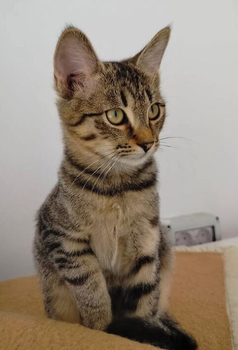 Ziggy the rescue kitten at the shelter in Romania. He is hanging out with his siblings on a wooden unit. He has tabby fur and golden eyes.