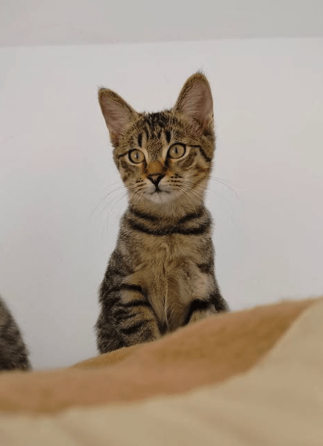 Ziggy the rescue kitten at the shelter in Romania. He is hanging out with his siblings on a wooden unit. He has tabby fur and golden eyes.