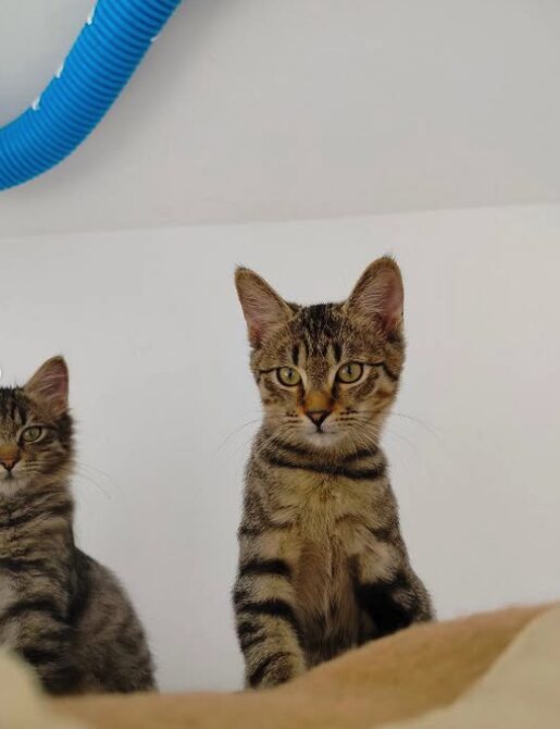 Ziggy the rescue kitten at the shelter in Romania. He is hanging out with his siblings on a wooden unit. He has tabby fur and golden eyes.