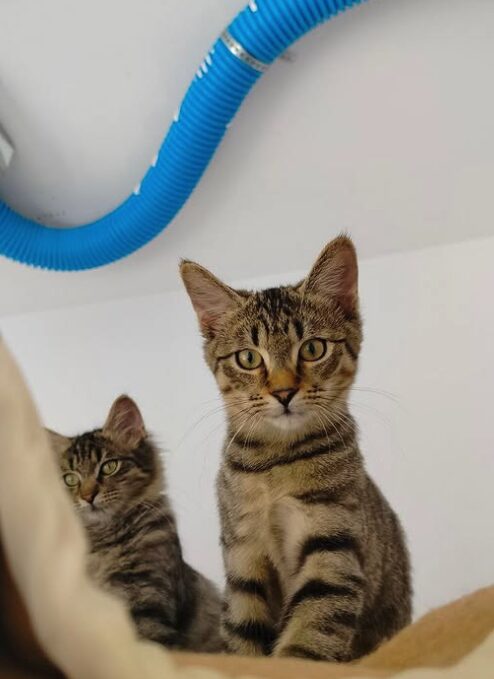 Ziggy the rescue kitten at the shelter in Romania. He is hanging out with his siblings on a wooden unit. He has tabby fur and golden eyes.