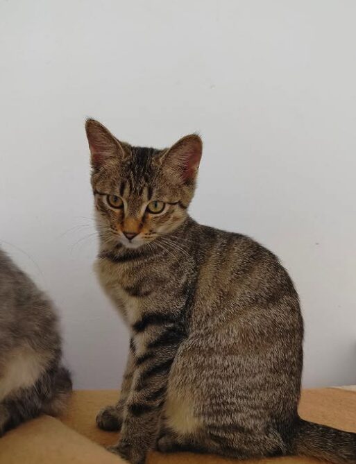 Ziggy the rescue kitten at the shelter in Romania. He is hanging out with his siblings on a wooden unit. He has tabby fur and golden eyes.