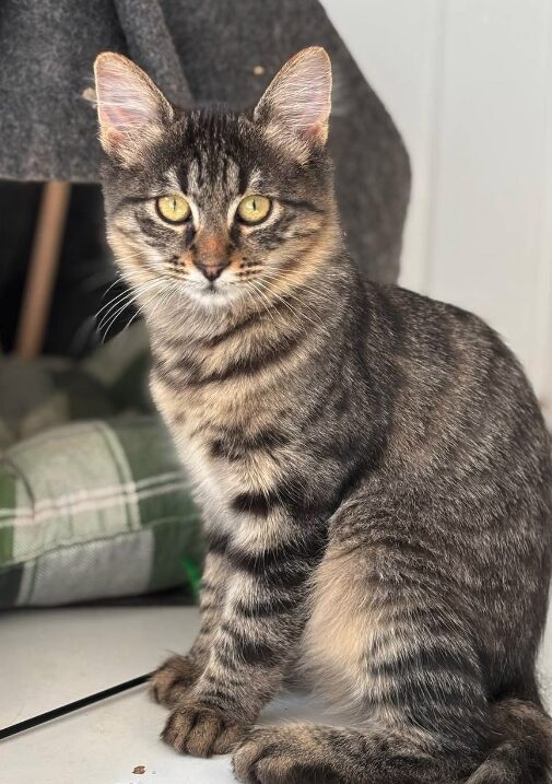 Nyla the rescue kitten at the shelter in Romania. She is relaxing on a green cat bed. She has fluffy tabby fur and golden eyes.