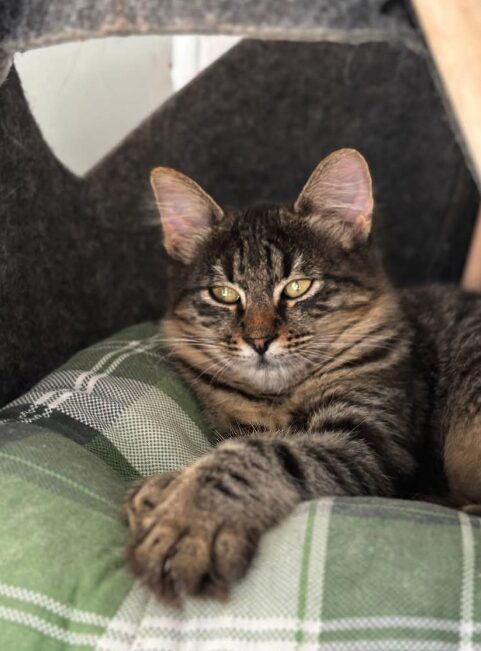 Nyla the rescue kitten at the shelter in Romania. She is relaxing on a green cat bed. She has fluffy tabby fur and golden eyes.