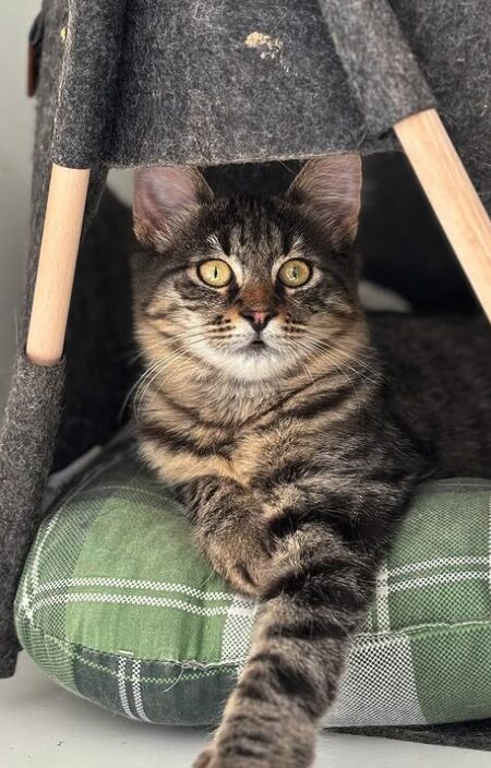 Nyla the rescue kitten at the shelter in Romania. She is relaxing on a green cat bed. She has fluffy tabby fur and golden eyes.