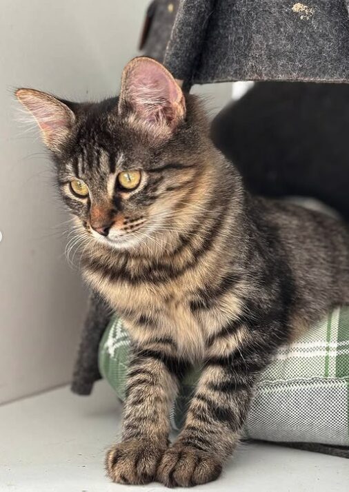 Nyla the rescue kitten at the shelter in Romania. She is relaxing on a green cat bed. She has fluffy tabby fur and golden eyes.