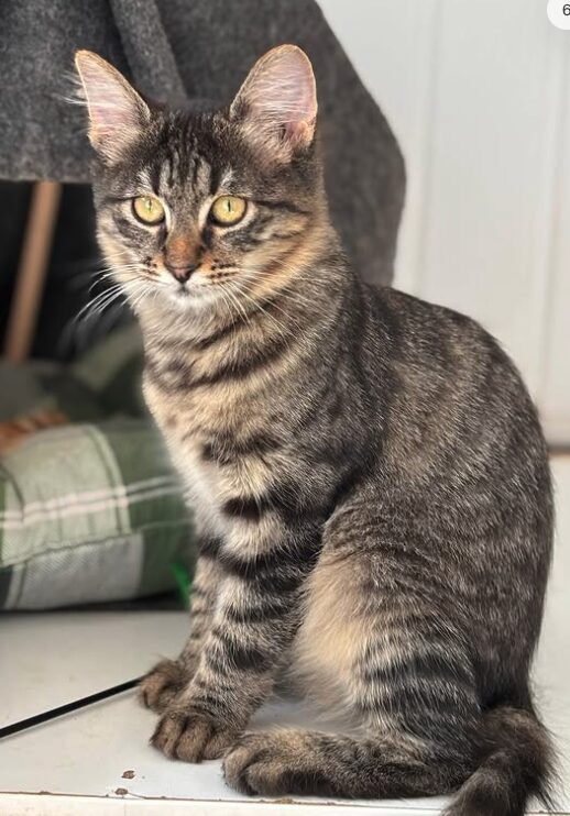 Nyla the rescue kitten at the shelter in Romania. She is relaxing on a green cat bed. She has fluffy tabby fur and golden eyes.