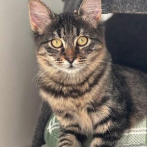 Nyla the rescue kitten at the shelter in Romania. She is relaxing on a green cat bed. She has fluffy tabby fur and golden eyes.