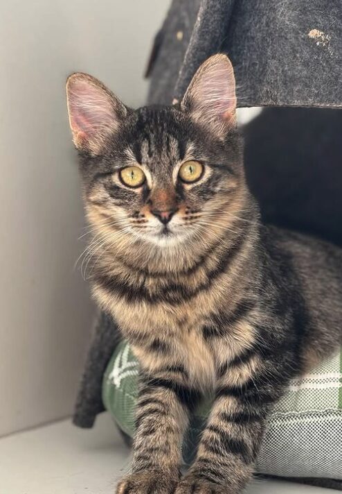 Nyla the rescue kitten at the shelter in Romania. She is relaxing on a green cat bed. She has fluffy tabby fur and golden eyes.