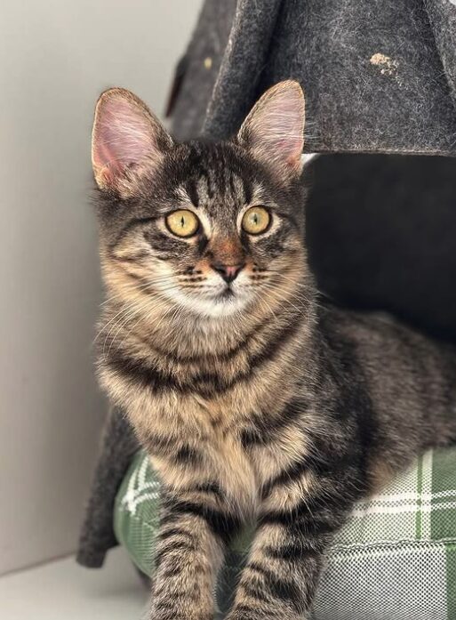 Nyla the rescue kitten at the shelter in Romania. She is relaxing on a green cat bed. She has fluffy tabby fur and golden eyes.